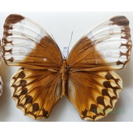 Stichophthalma louisa (Wood-Mason, 1877) Thailand 114mm99